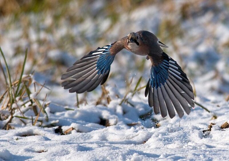 Jay in Flight over Snow