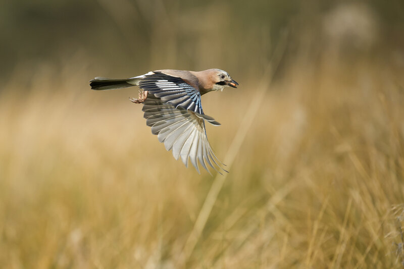 Jay in Flight
