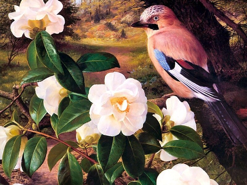 Jay on Flowering Branch