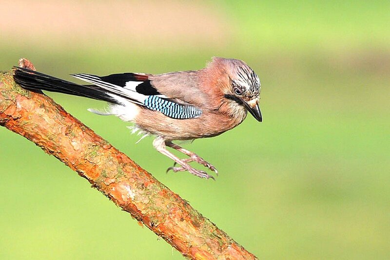 Jay perched on a branch