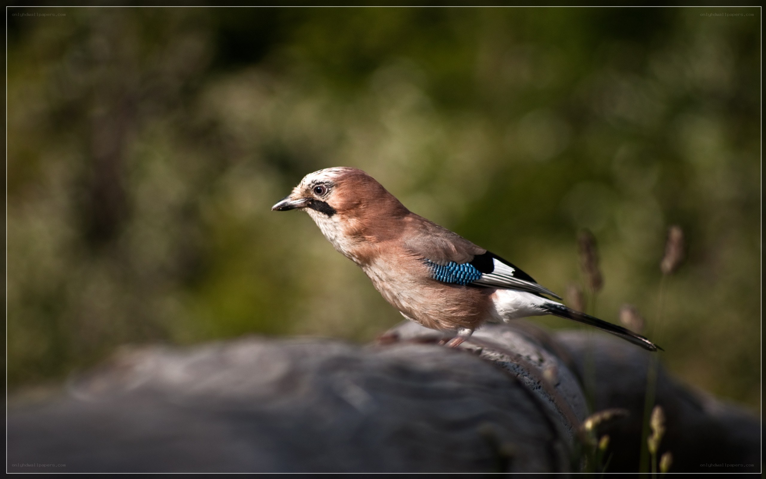 jay perched on a log