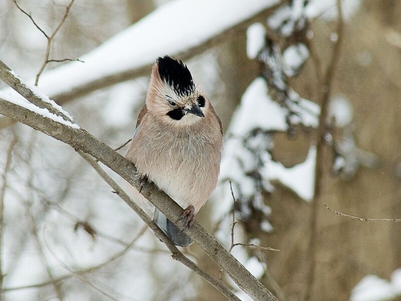 Jay perched on a snowy branch