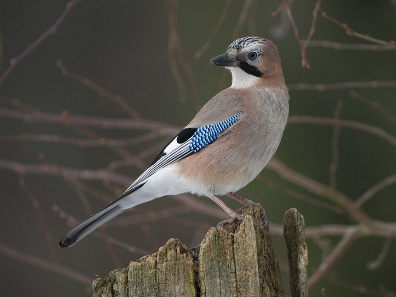 Jay perched on a stump