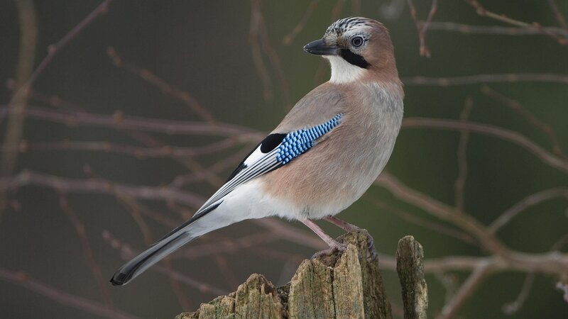 jay perched on a stump