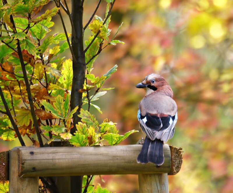 Jay Perched on Wood
