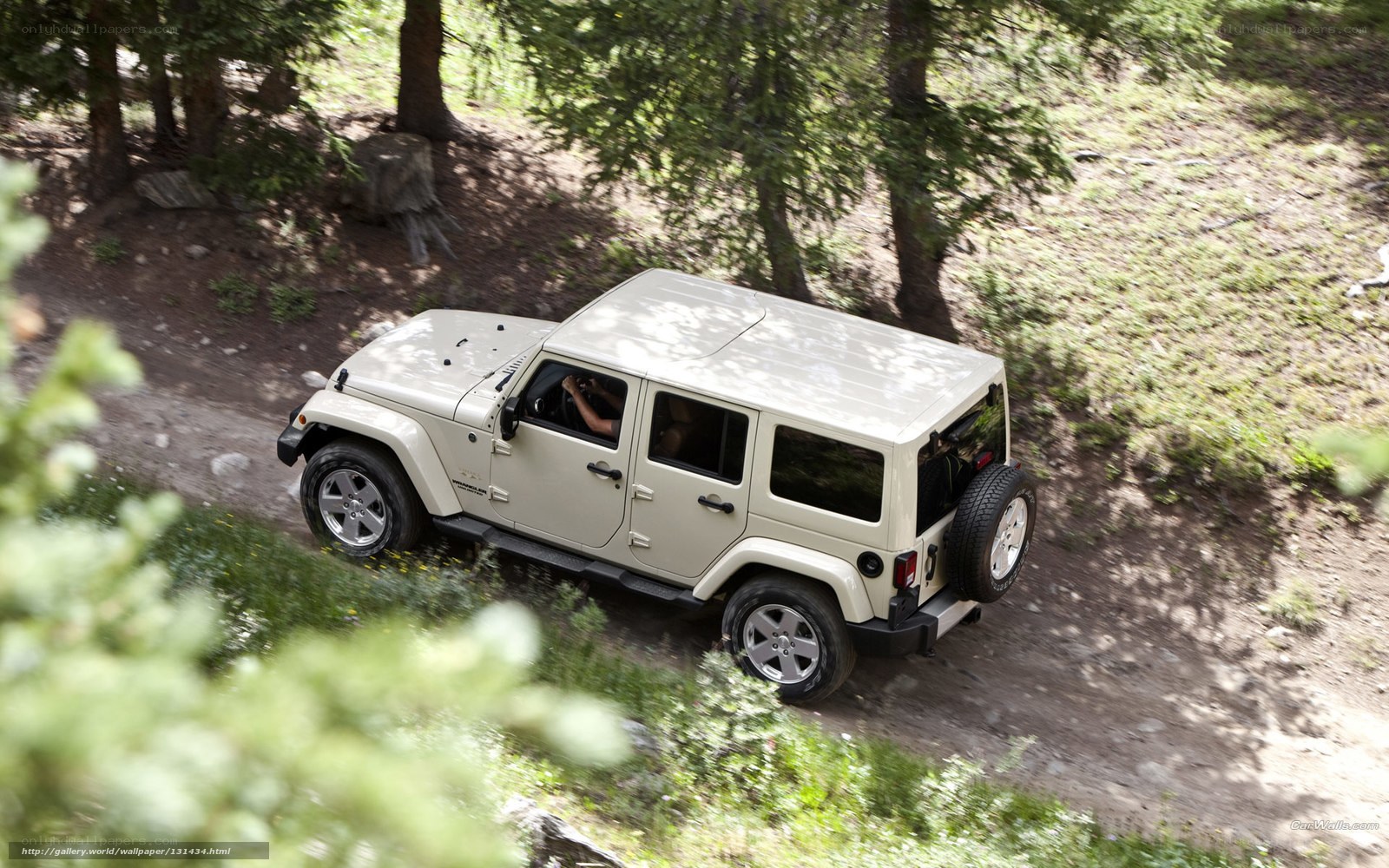 Jeep driving on forest trail