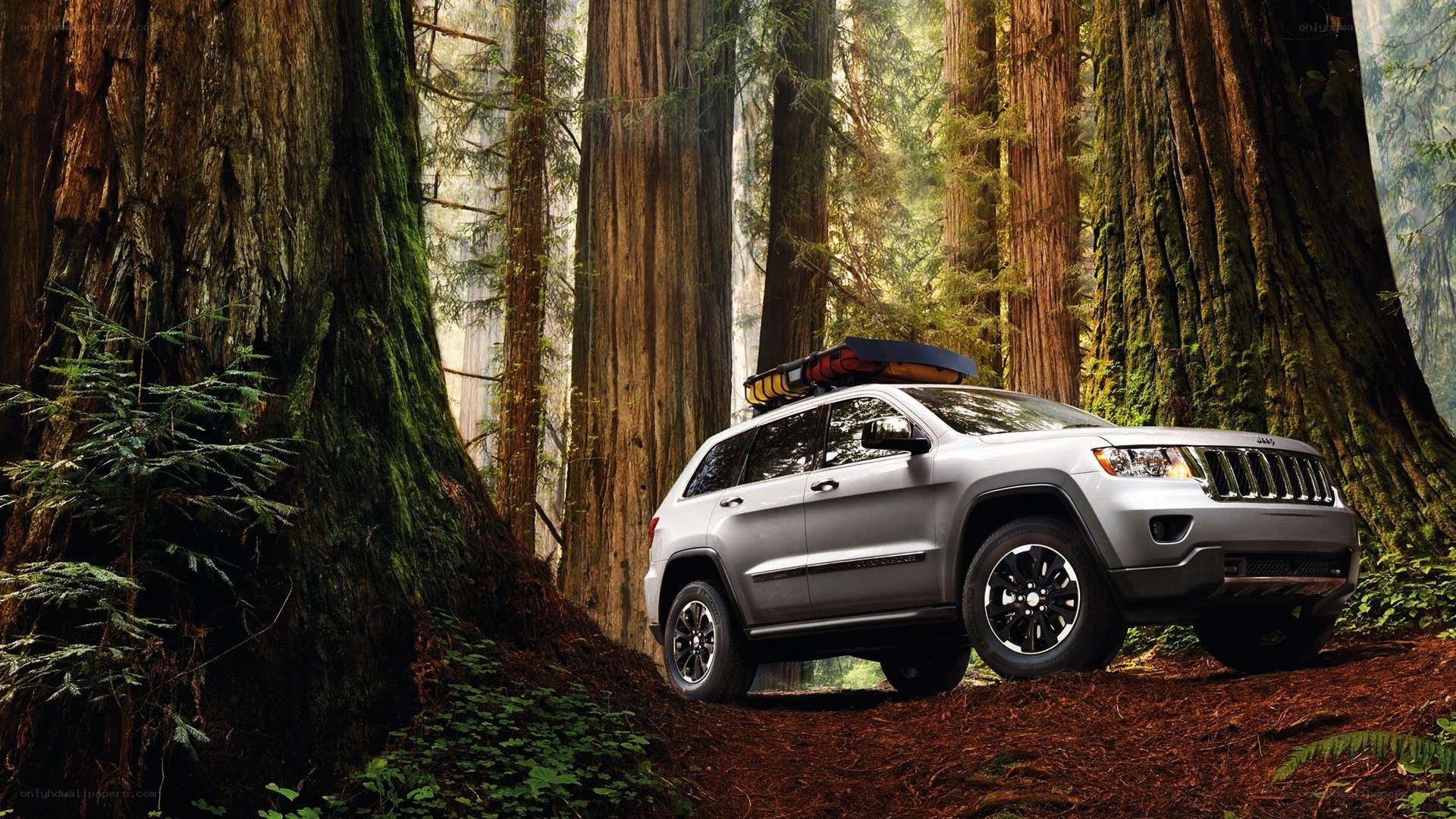 Jeep in a redwood forest