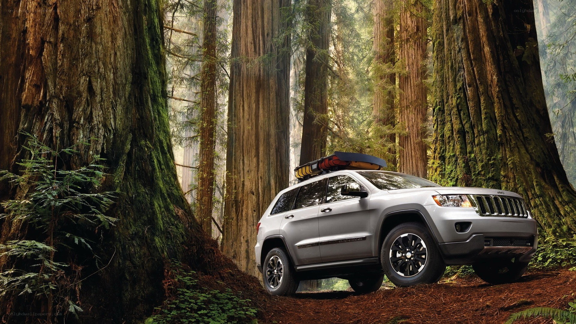 Jeep in redwood forest