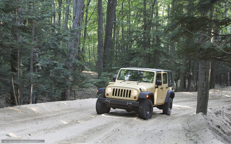 Jeep on forest trail