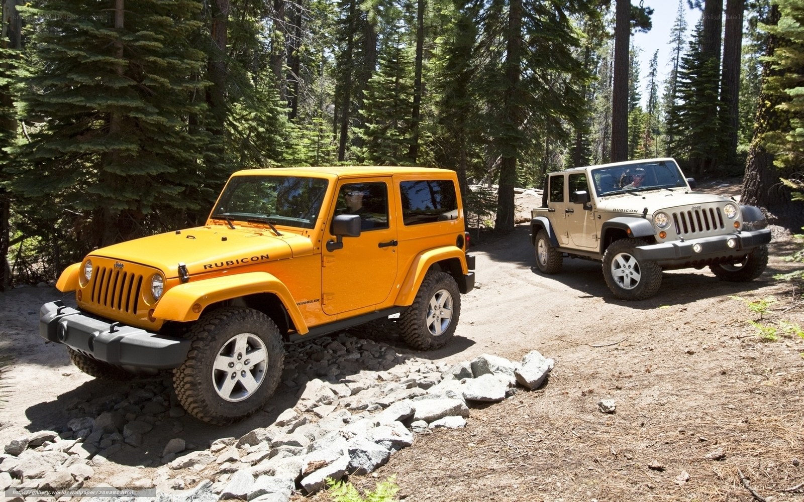 Jeeps on a forest trail