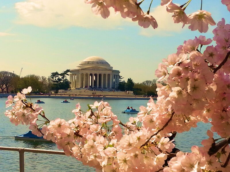 Jefferson Memorial — Pink, Serene, Spring