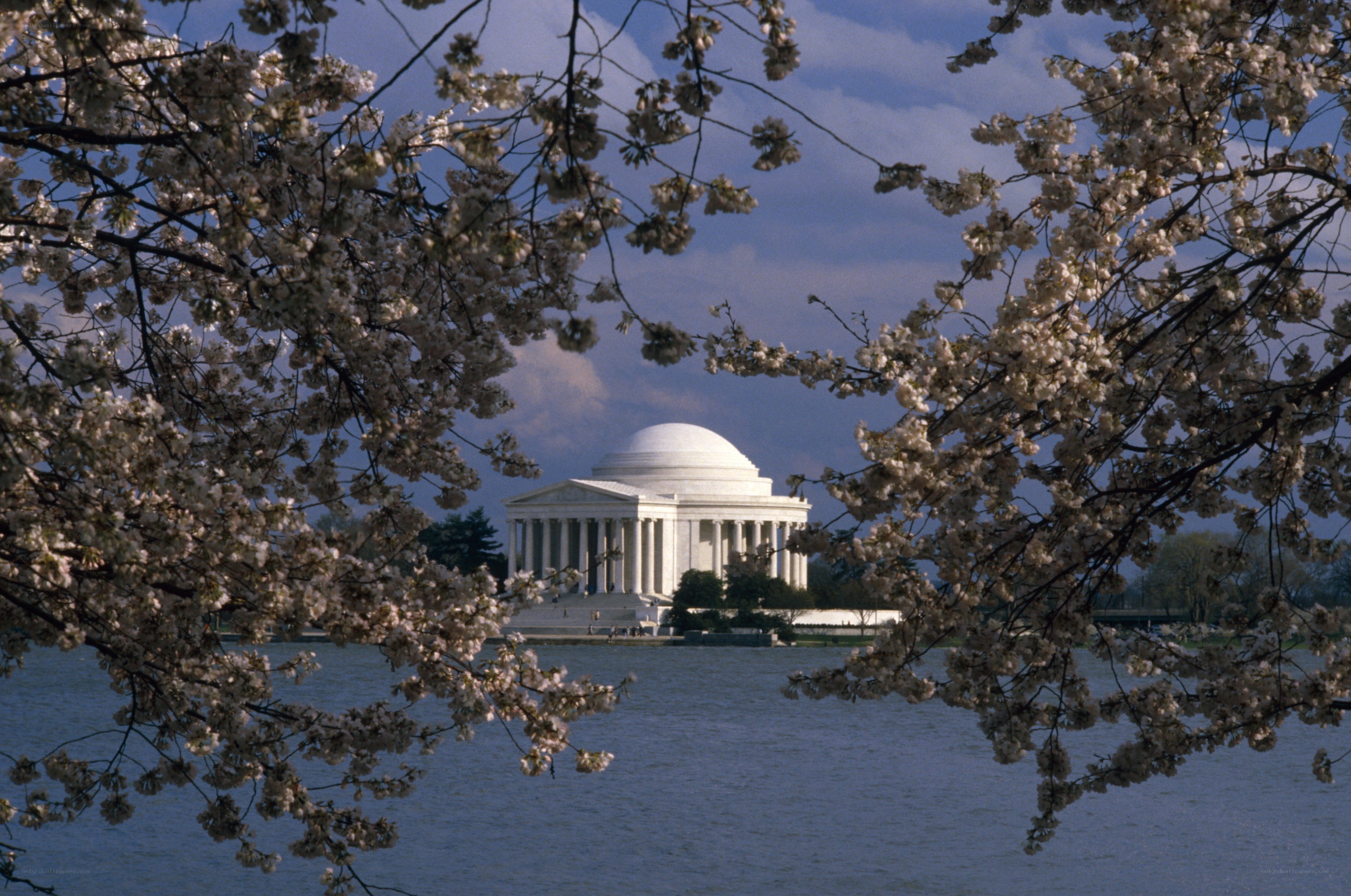 Jefferson Memorial with cherry blossoms