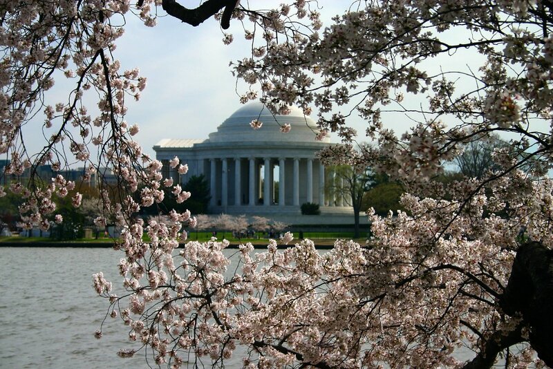 Jefferson Memorial with cherry blossoms