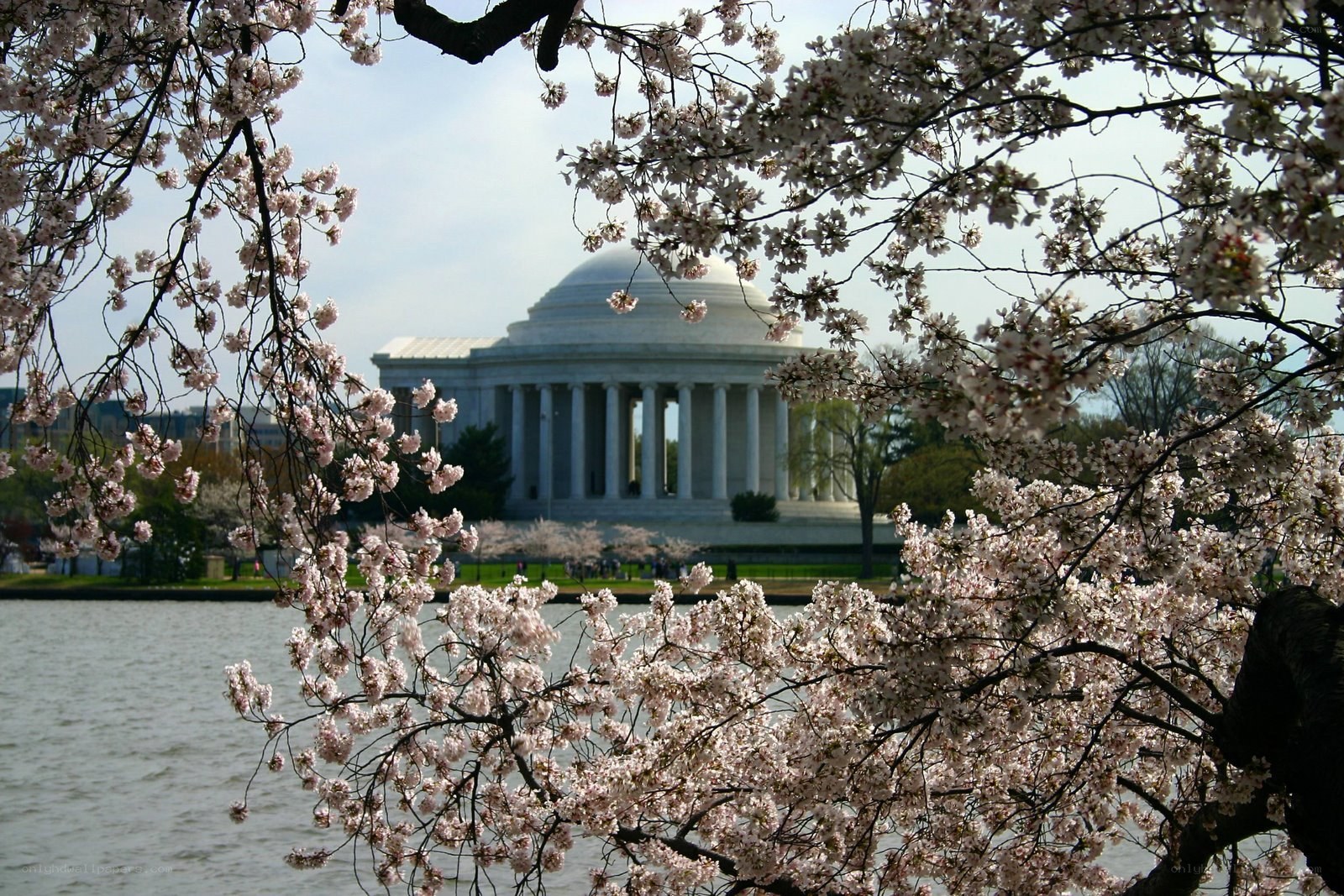 Jefferson Memorial with cherry blossoms