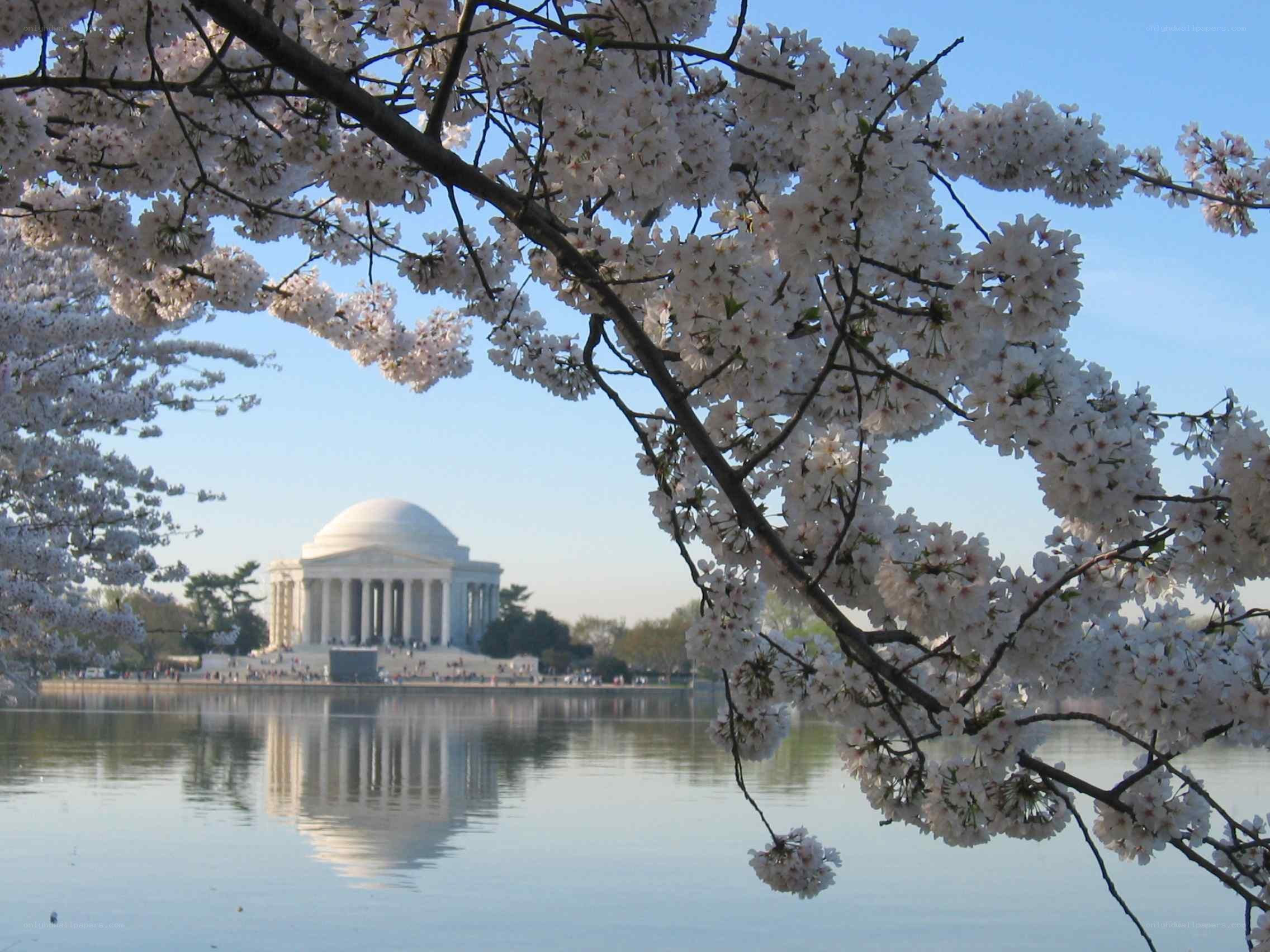 Jefferson Memorial with cherry blossoms