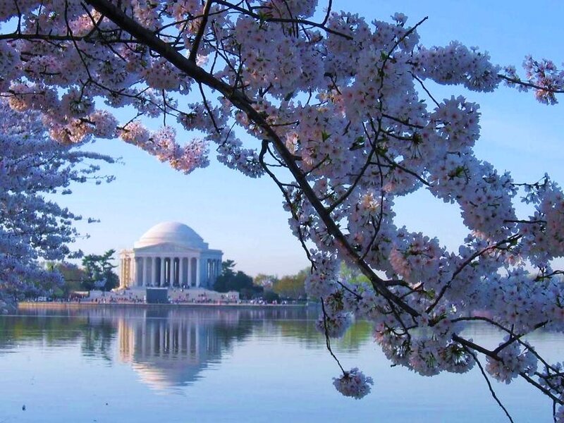 Jefferson Memorial with cherry blossoms