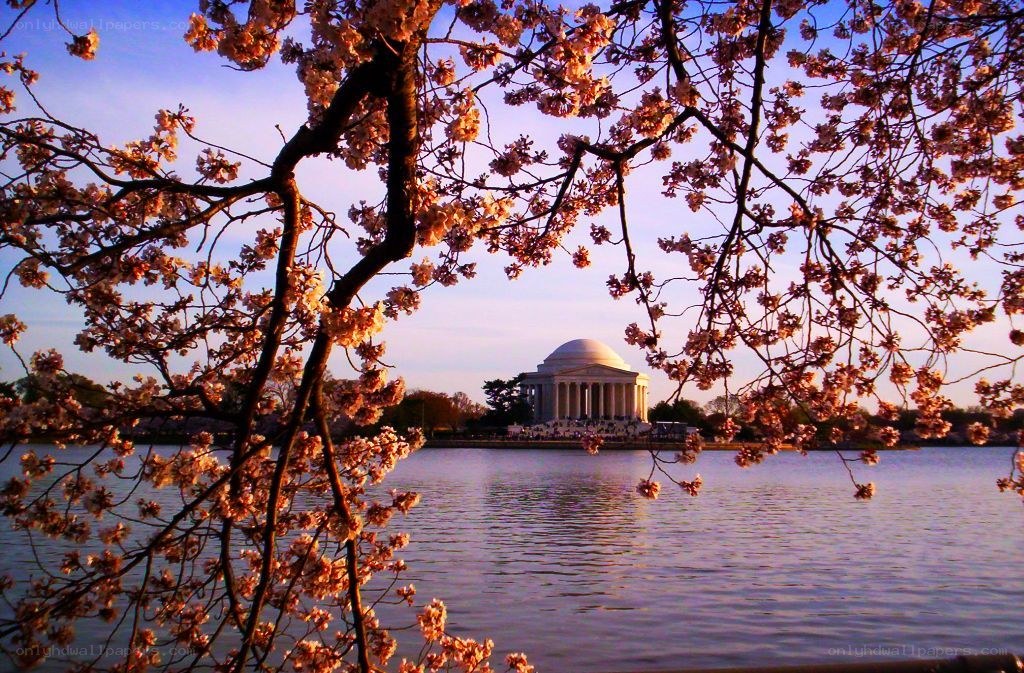 Jefferson Memorial with cherry blossoms