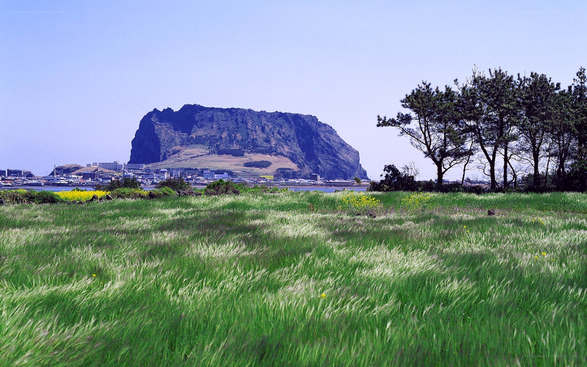 Jeju Island with green fields