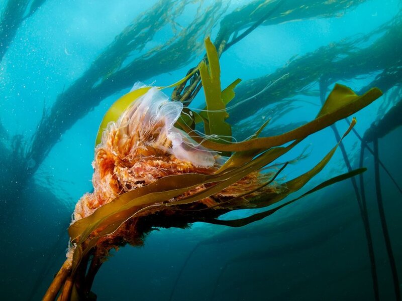 Jellyfish Among Kelp