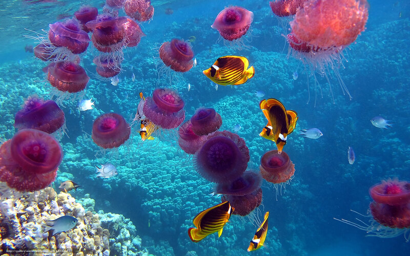 Jellyfish and Fish in Coral — Blue, Serene
