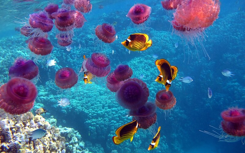 Jellyfish and Fish in Coral — Blue