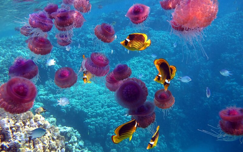 Jellyfish and fish in coral reef