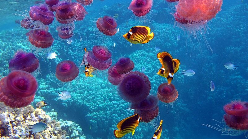 Jellyfish and fish in coral reef