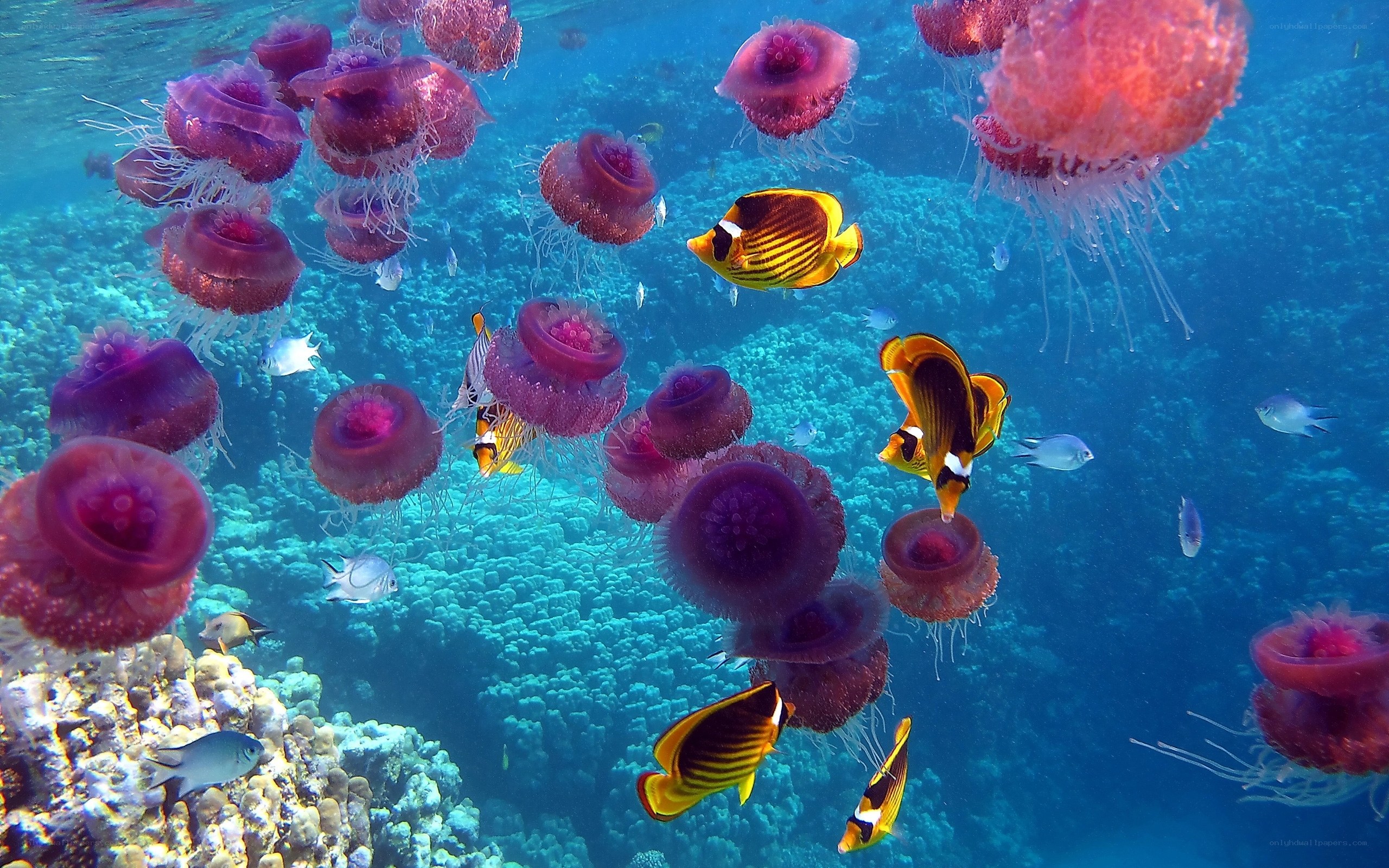 Jellyfish and fish in coral reef