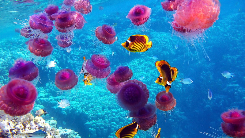 Jellyfish and Fish in Ocean