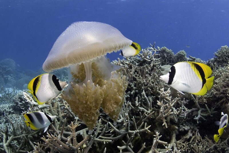 Jellyfish and fish on coral reef