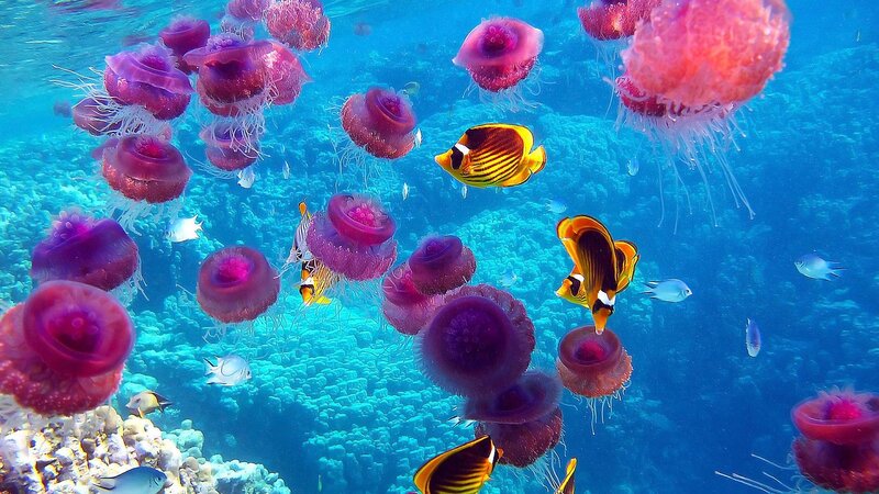 Jellyfish and Fish