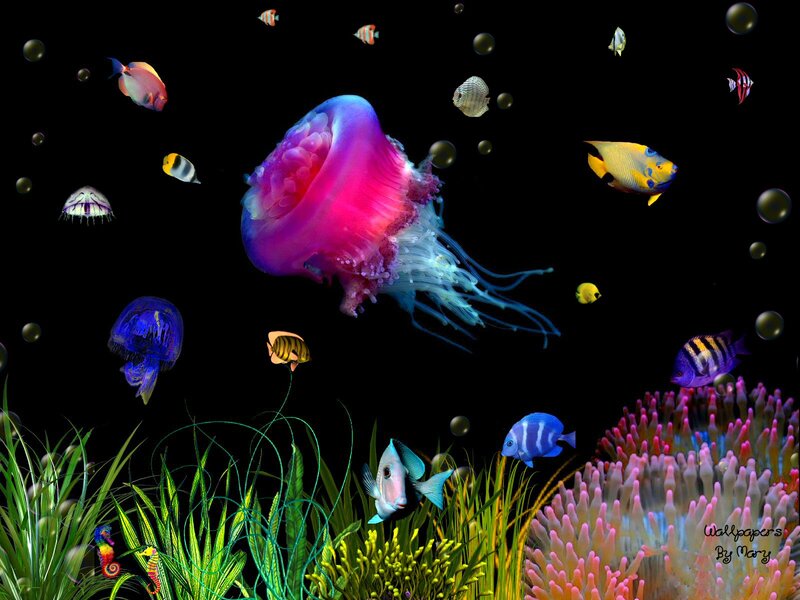 Jellyfish and Tropical Fish