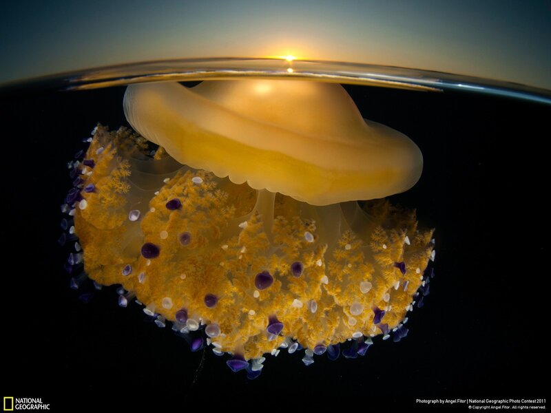 Jellyfish at sunset