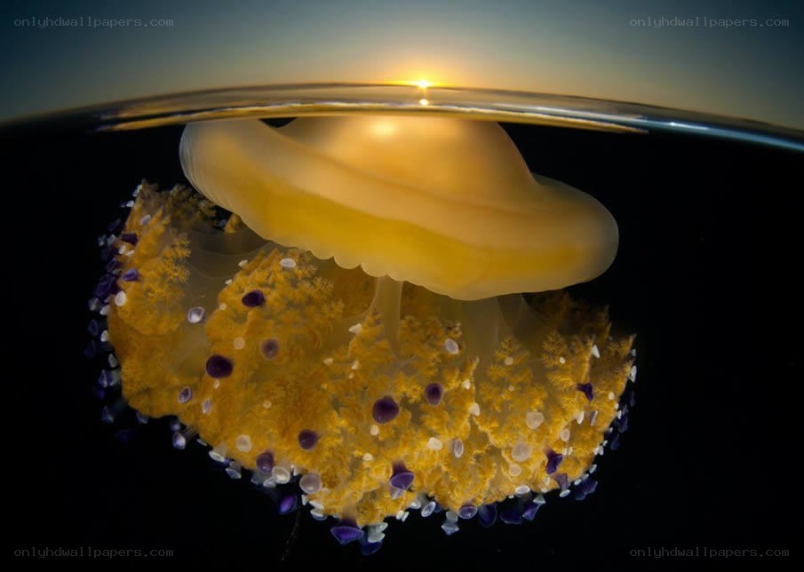 jellyfish at sunset