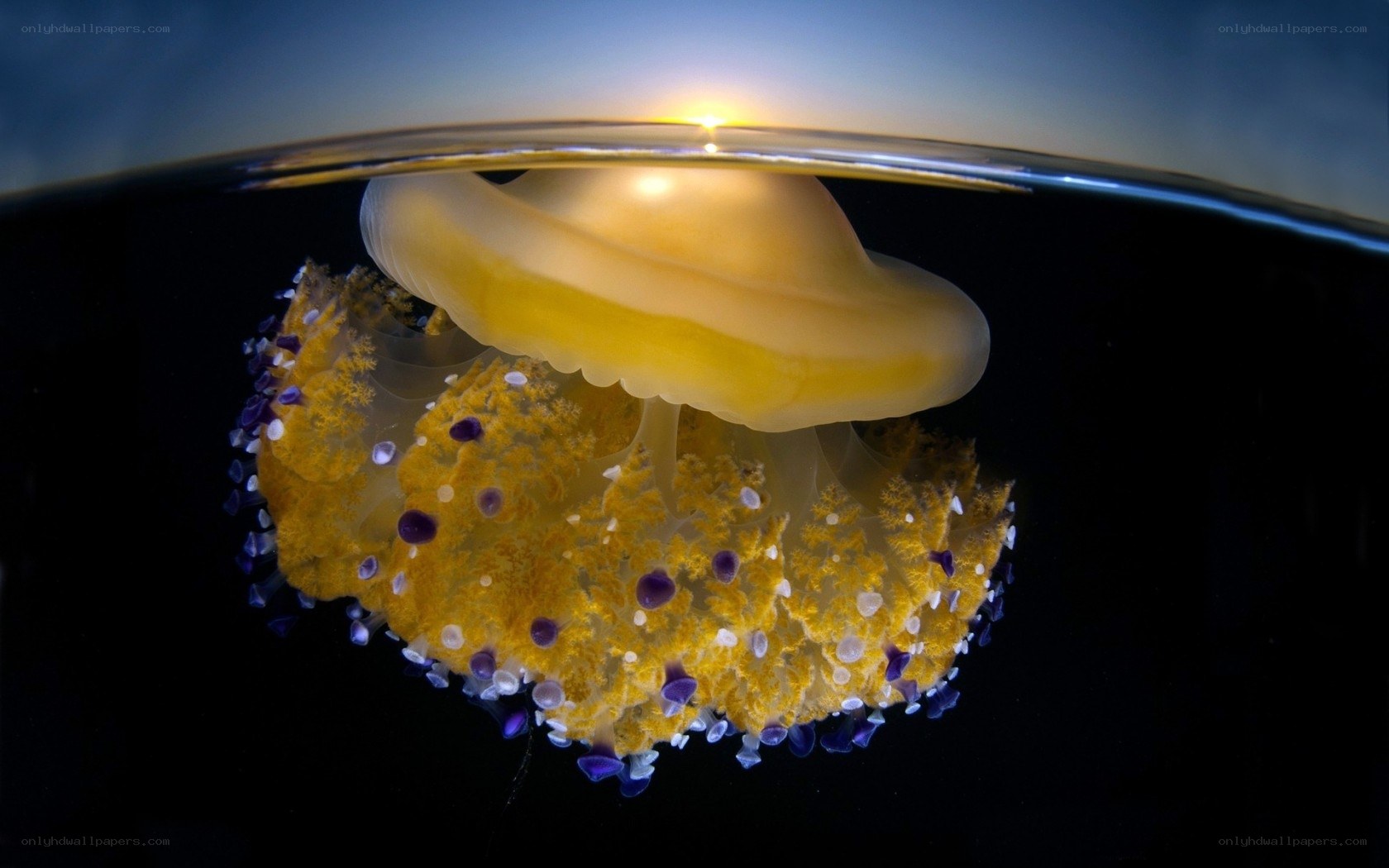 Jellyfish at the water's surface