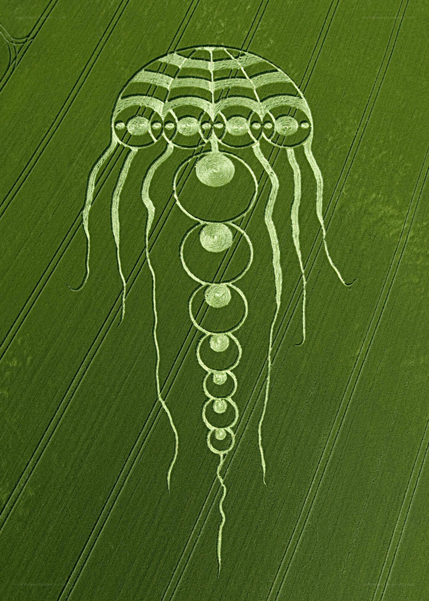 Jellyfish crop circle