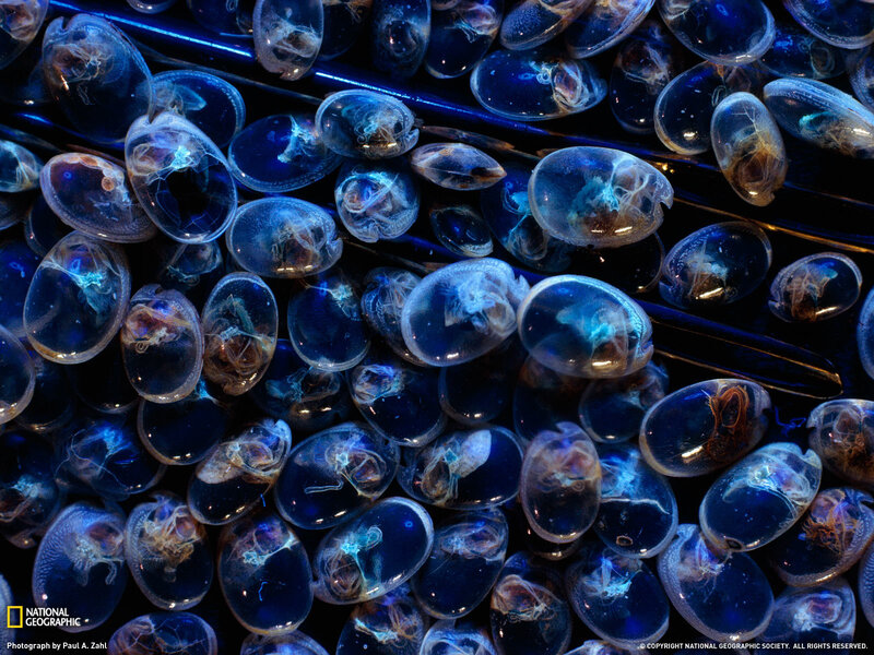 Jellyfish eggs under microscope