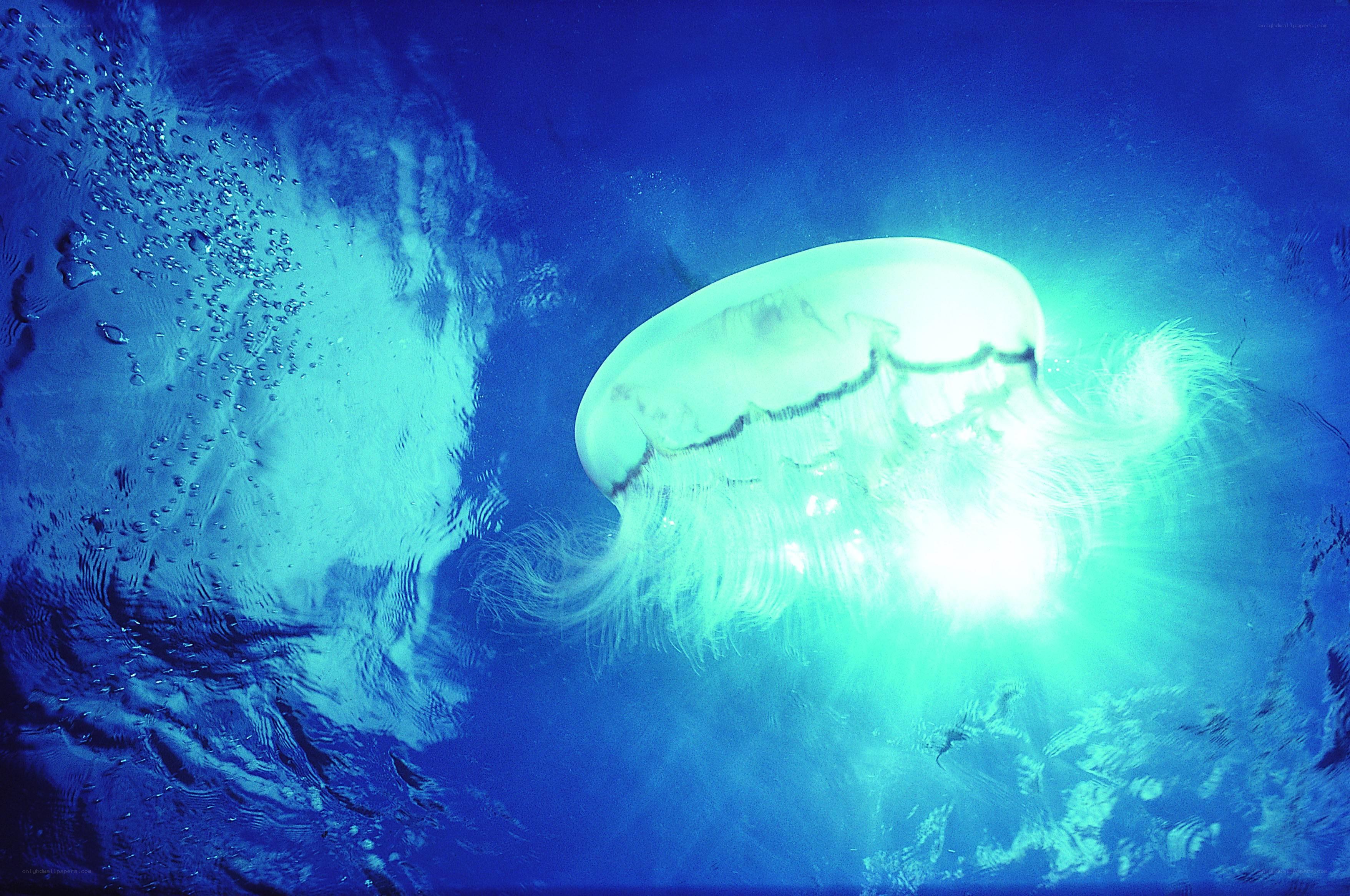 Jellyfish glowing underwater