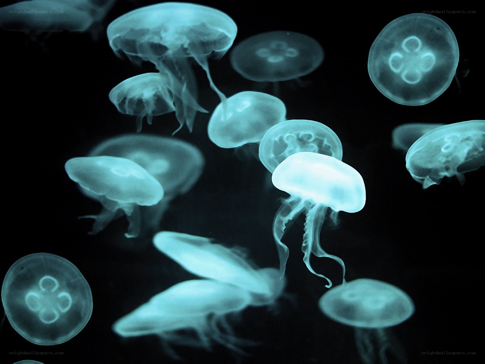 Jellyfish in a dark tank