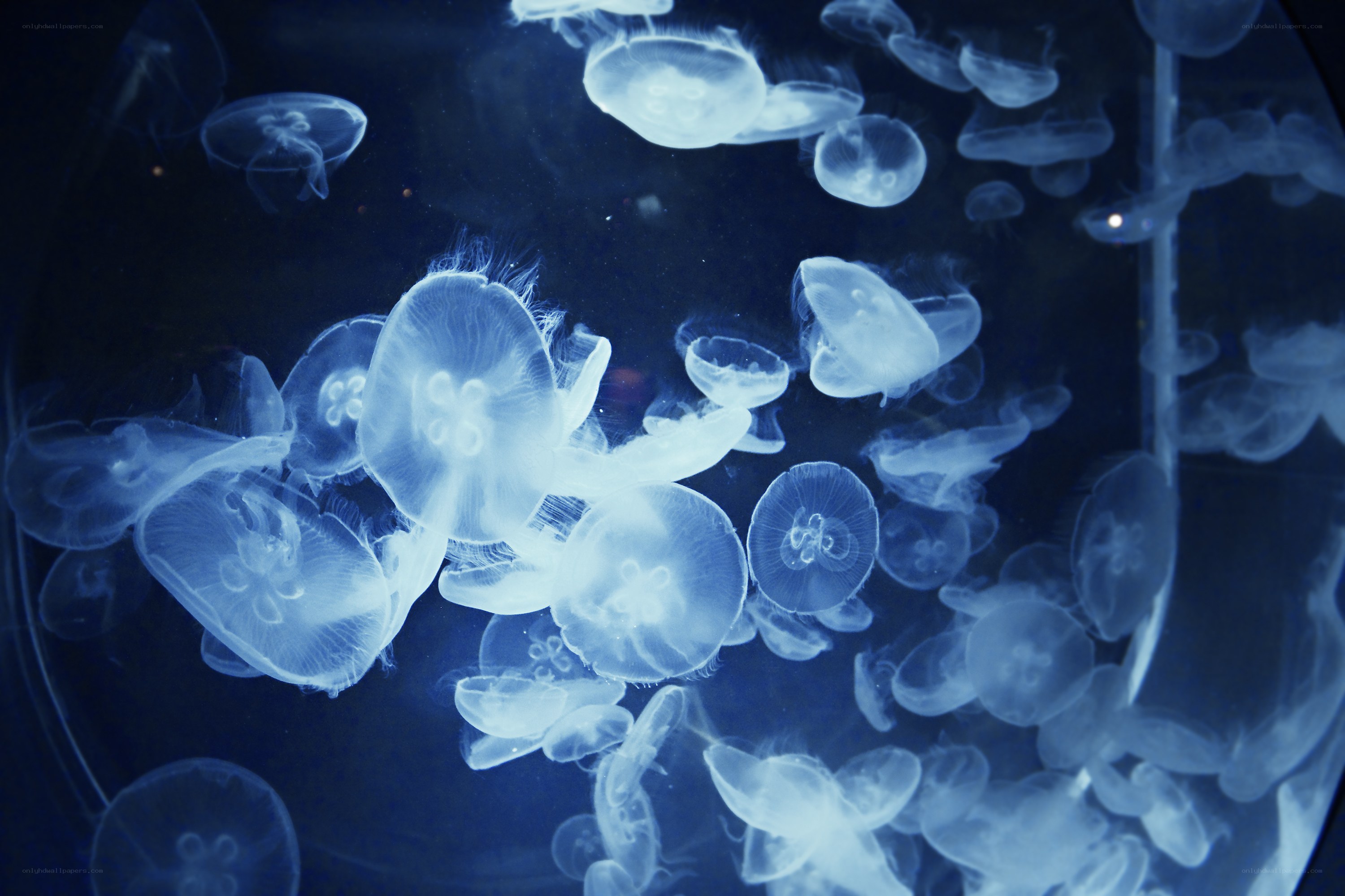 Jellyfish in a tank