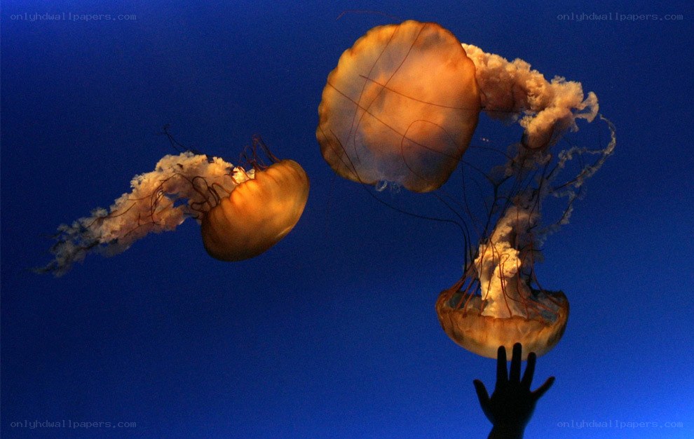 Jellyfish in aquarium