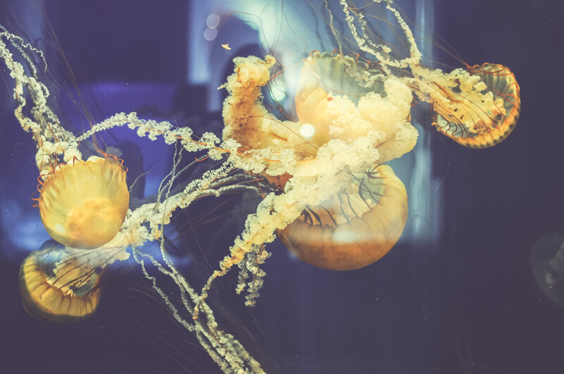 Jellyfish in aquarium