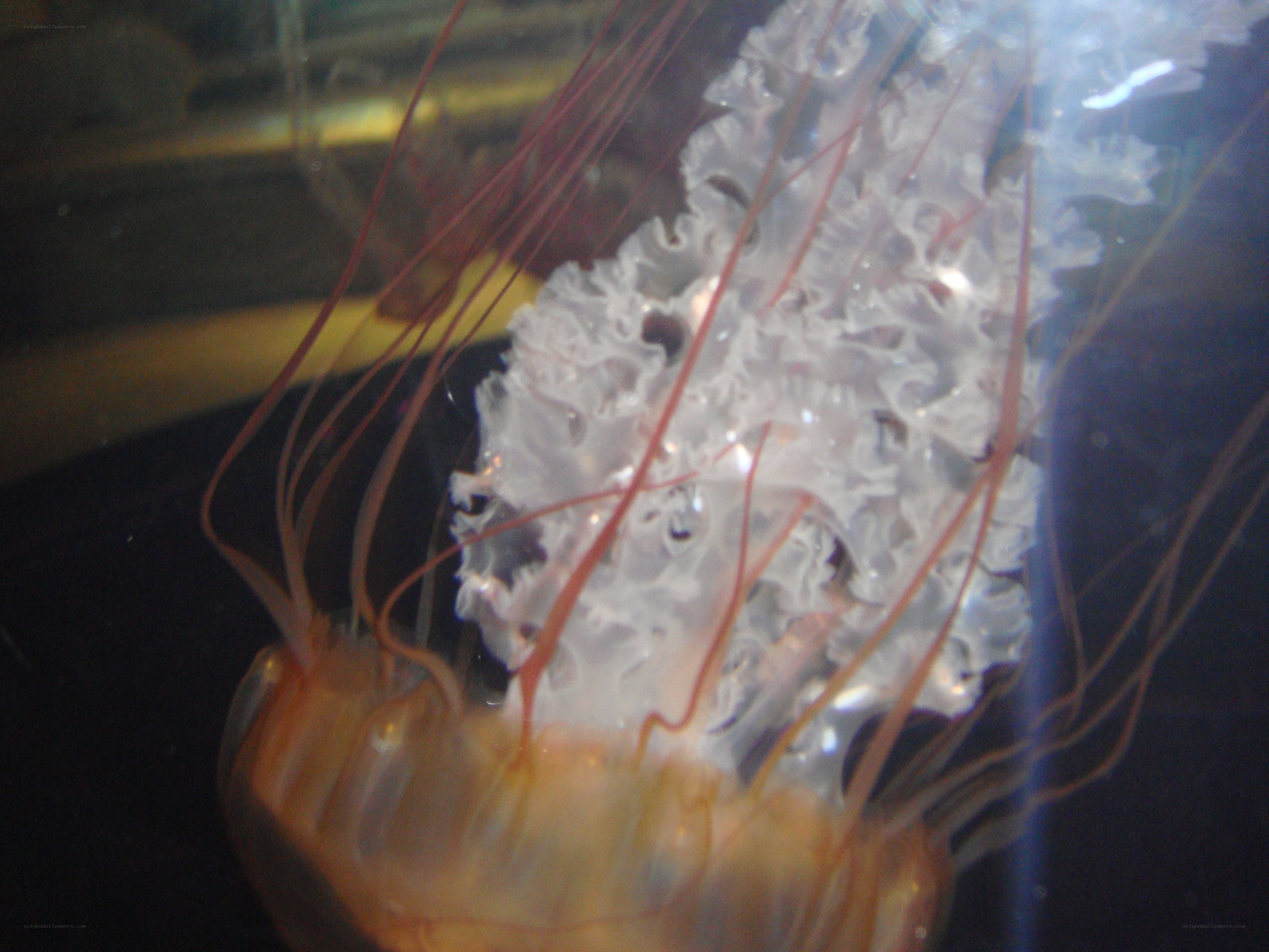 jellyfish in aquarium
