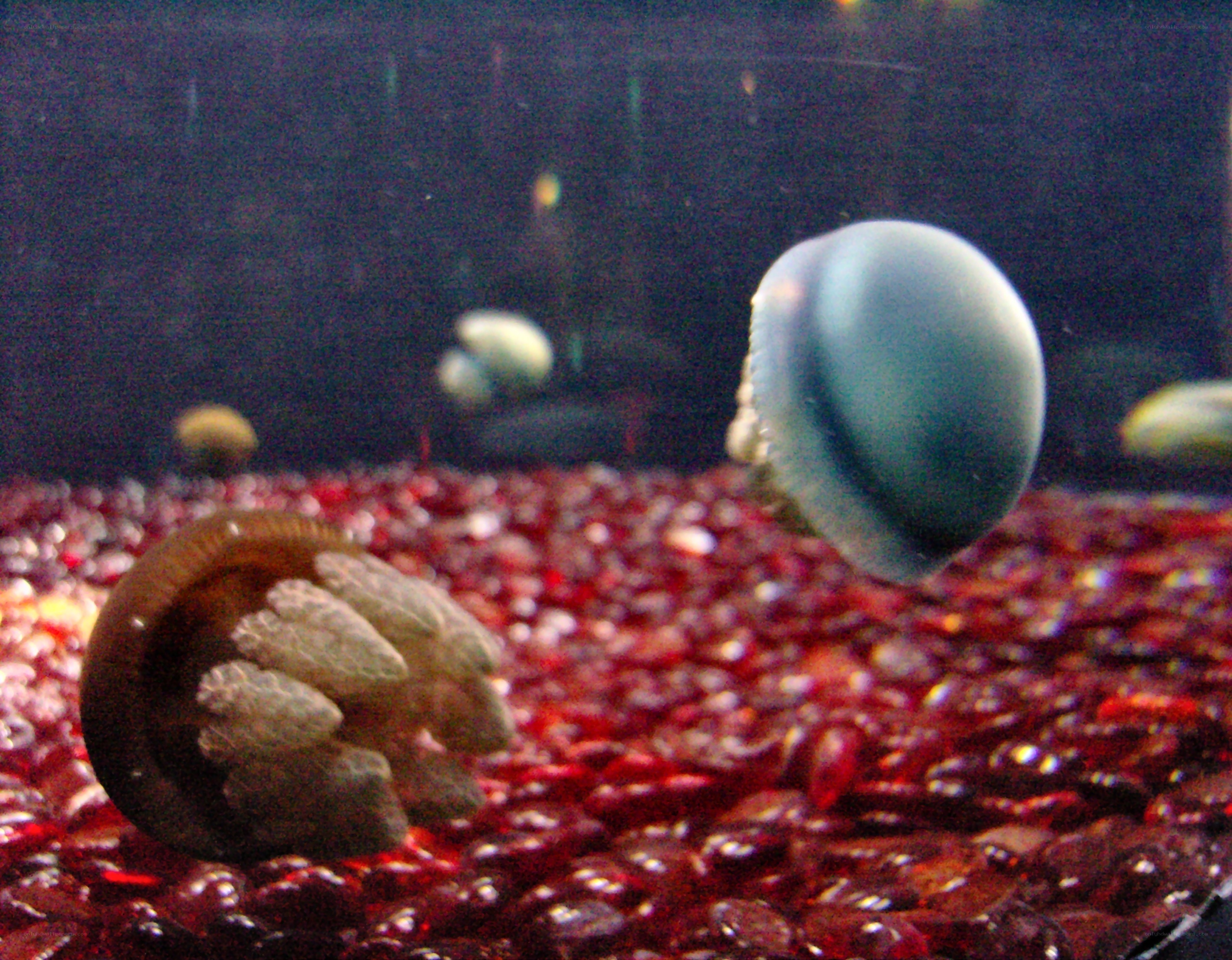 jellyfish in aquarium