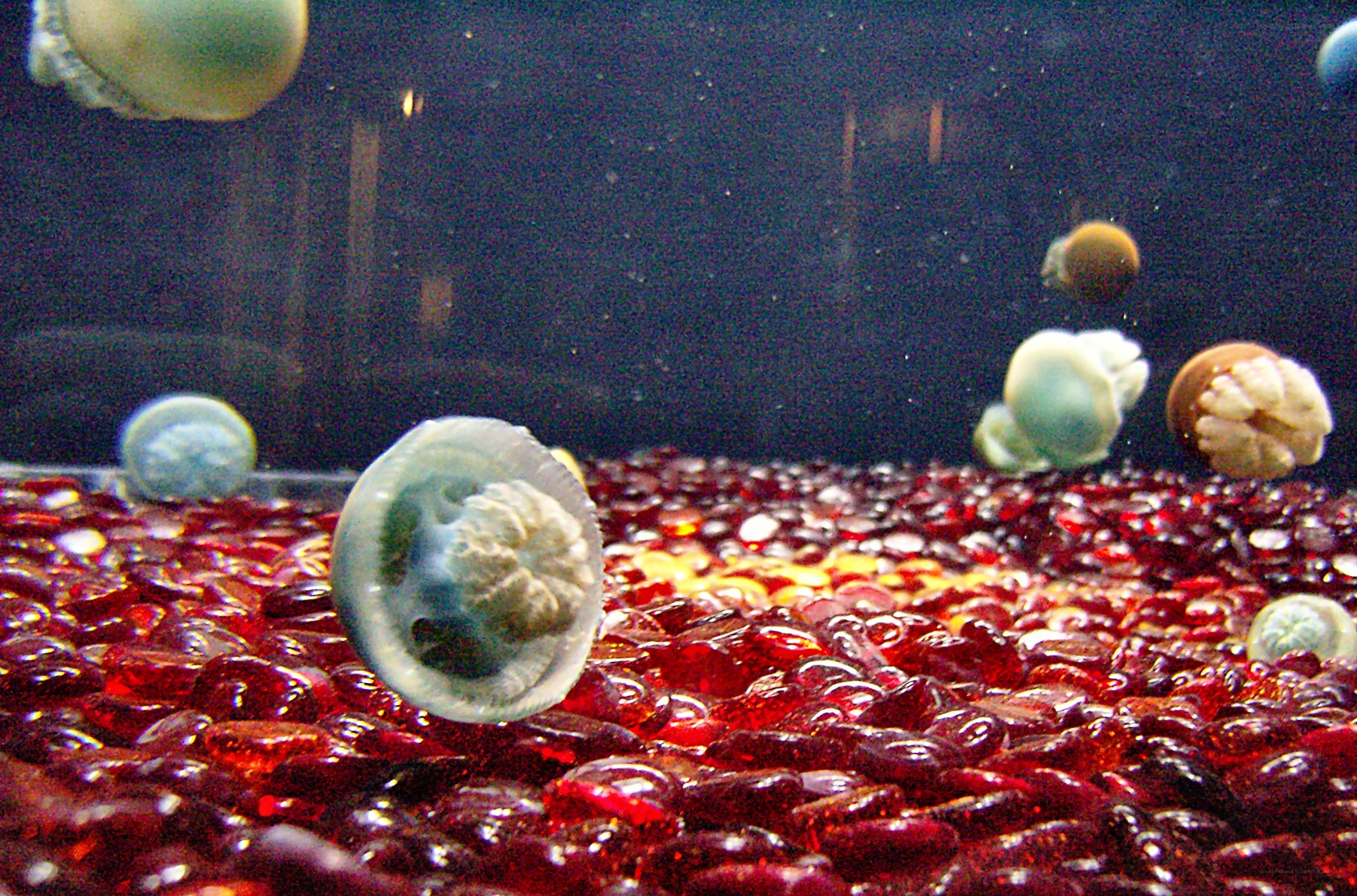 Jellyfish in aquarium