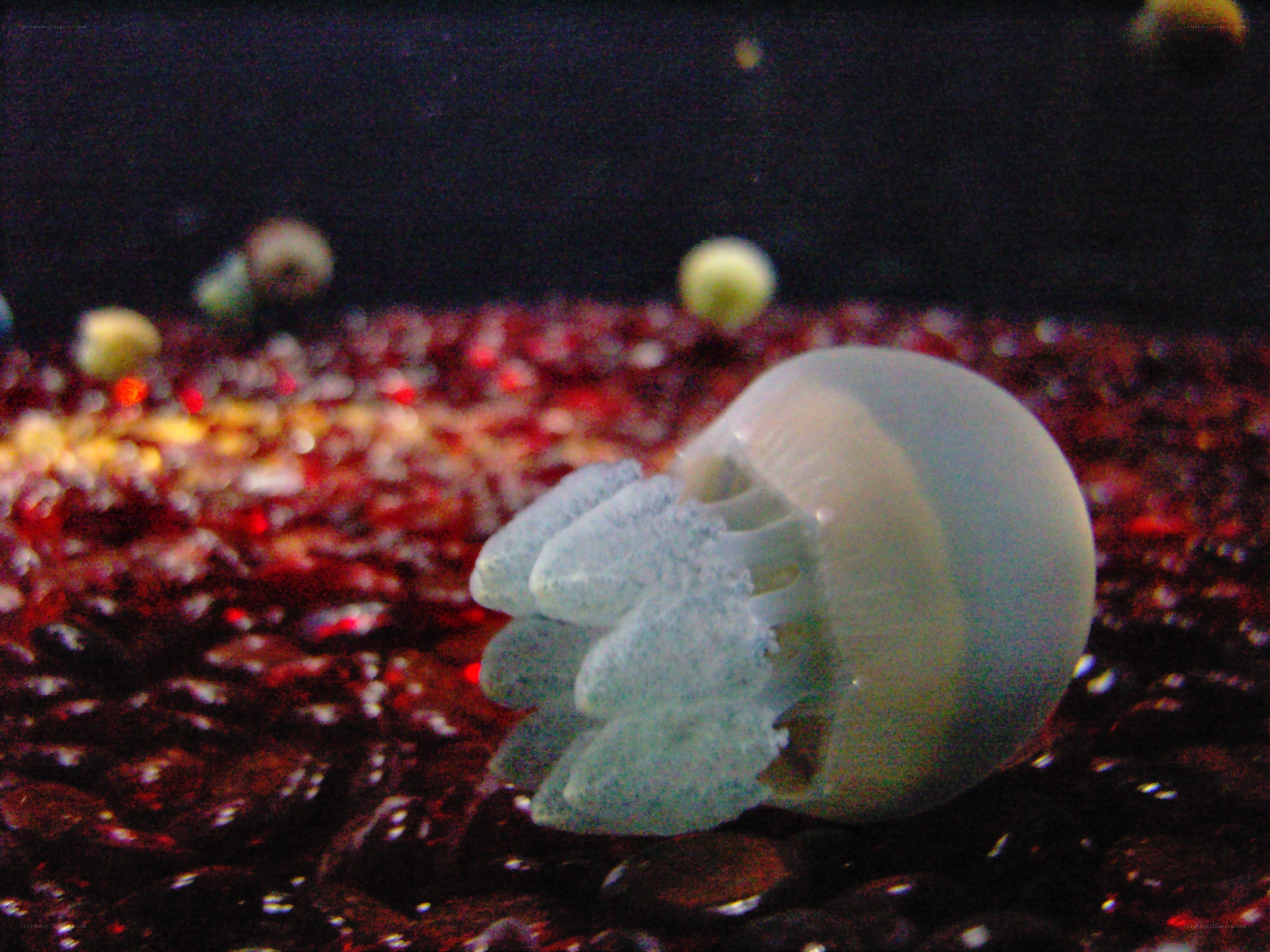 jellyfish in aquarium