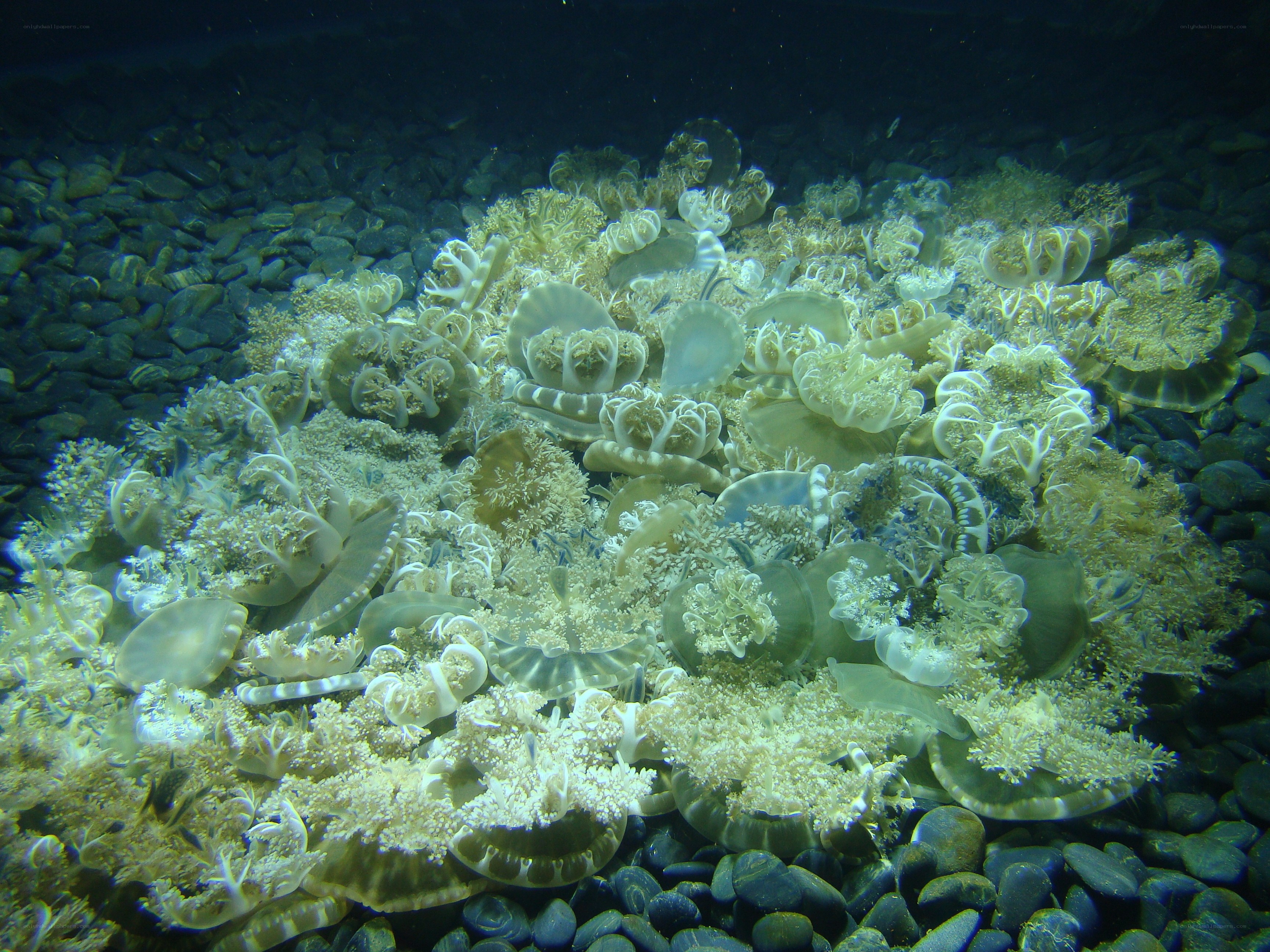 jellyfish in aquarium