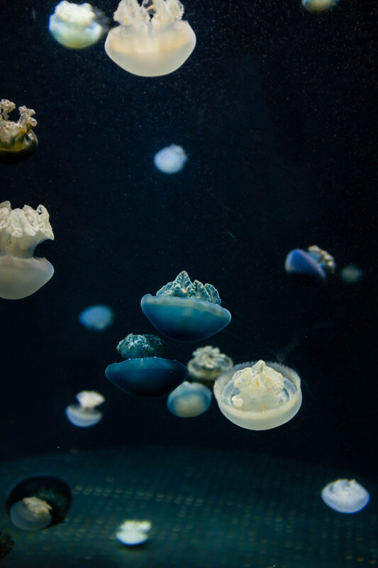 Jellyfish in Aquarium — Blue, Serene, Photograph, Dark Water