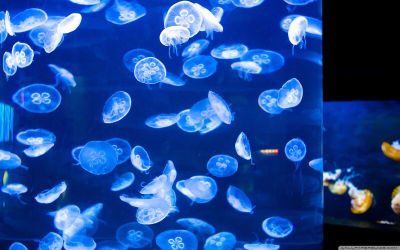 Jellyfish in Aquarium — Blue, Serene, Photograph, Lighting, Water
