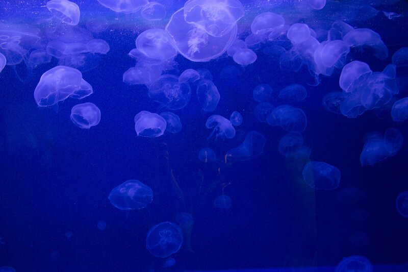 Jellyfish in Aquarium — Blue, Serene
